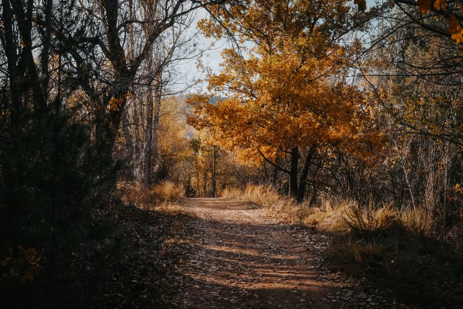 Hiking in the Golden Hour: Why Late Afternoons Are a Family Secret Weapon