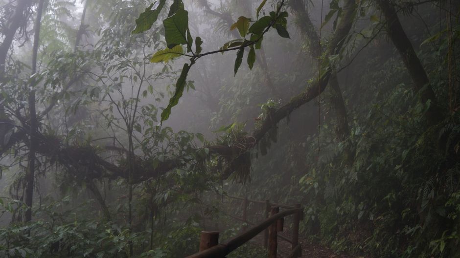 Rainy Day Hikes: Why Wet Trails Are Worth It for Families
